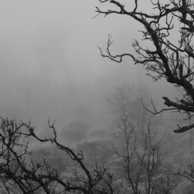 Nature Photography, Fog